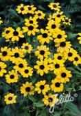 Rudbeckia triloba 'Blackjack Gold'